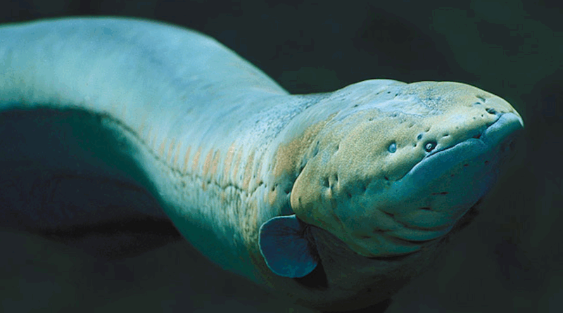 ElectricFish EV Charging Innovator Is Transforming Gas Stations Into Electrification Hubs